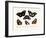 Butterflies, 1783-1806-null-Framed Giclee Print