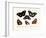 Butterflies, 1783-1806-null-Framed Giclee Print