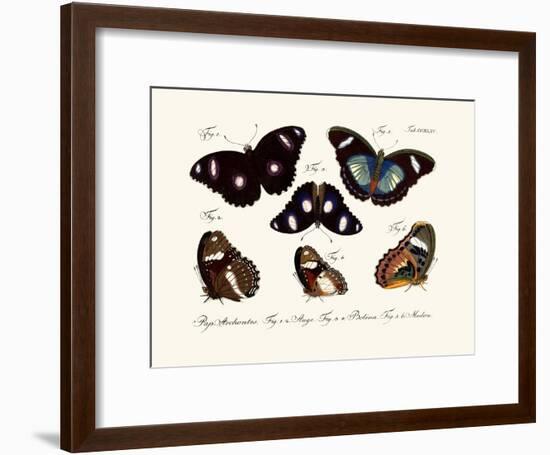 Butterflies, 1783-1806-null-Framed Giclee Print