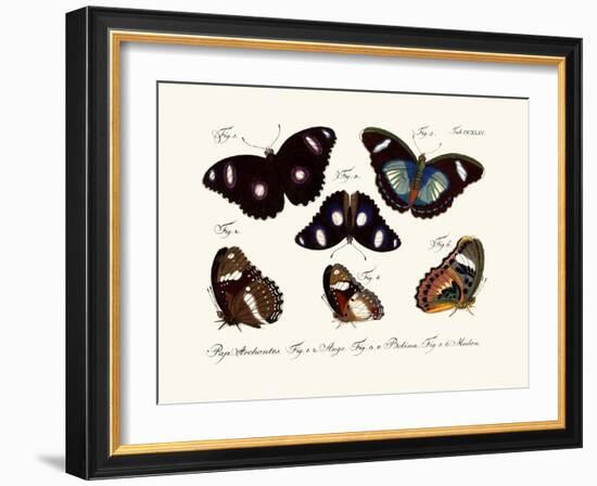 Butterflies, 1783-1806-null-Framed Giclee Print