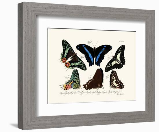 Butterflies, 1783-1806-null-Framed Giclee Print