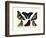 Butterflies, 1783-1806-null-Framed Giclee Print