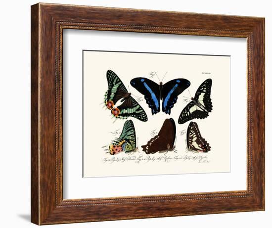 Butterflies, 1783-1806-null-Framed Giclee Print