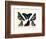 Butterflies, 1783-1806-null-Framed Giclee Print