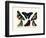 Butterflies, 1783-1806-null-Framed Giclee Print