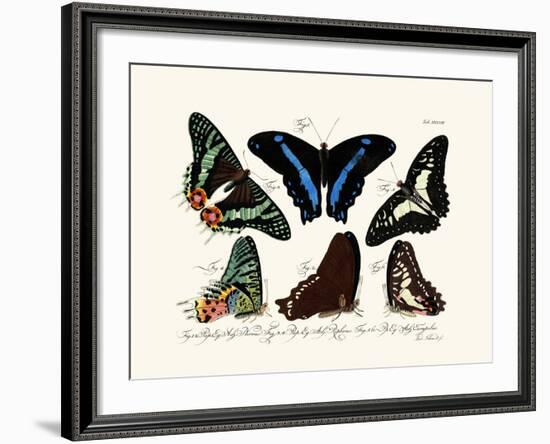 Butterflies, 1783-1806-null-Framed Giclee Print