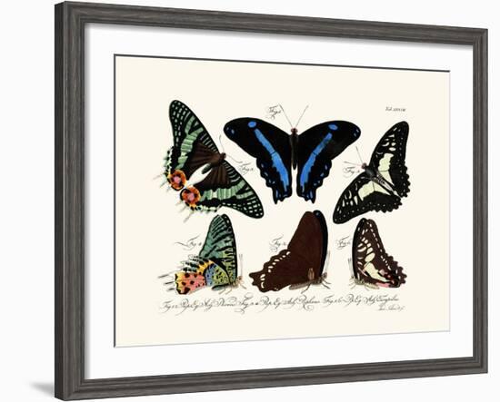 Butterflies, 1783-1806-null-Framed Giclee Print