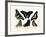 Butterflies, 1783-1806-null-Framed Giclee Print