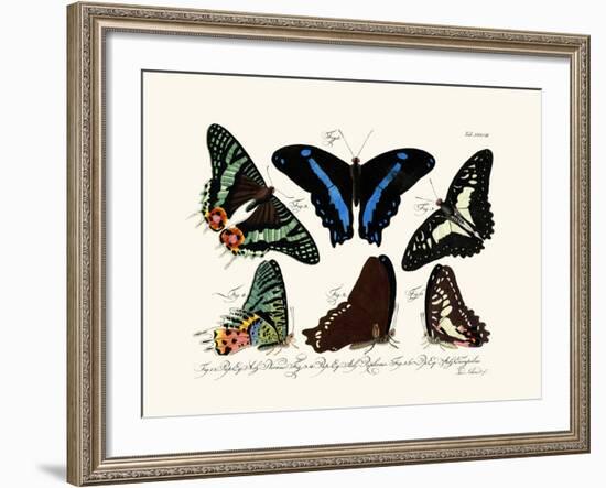 Butterflies, 1783-1806-null-Framed Giclee Print