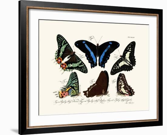 Butterflies, 1783-1806-null-Framed Giclee Print