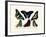 Butterflies, 1783-1806-null-Framed Giclee Print