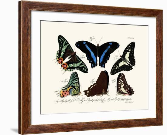 Butterflies, 1783-1806-null-Framed Giclee Print