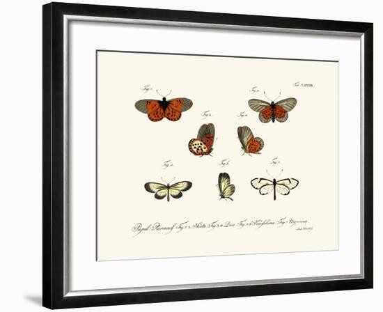 Butterflies, 1783-1806-null-Framed Giclee Print