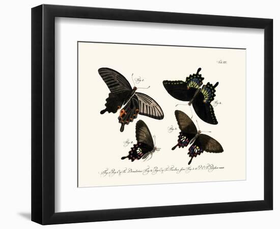 Butterflies, 1783-1806-null-Framed Giclee Print