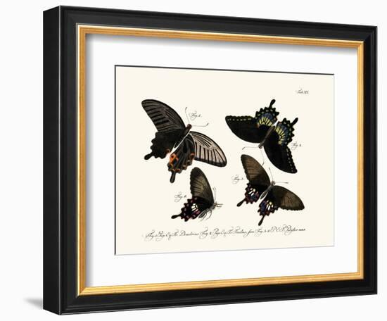 Butterflies, 1783-1806-null-Framed Giclee Print