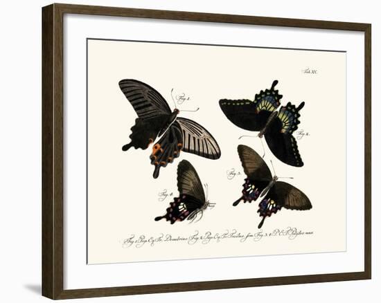 Butterflies, 1783-1806-null-Framed Giclee Print