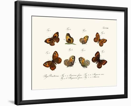 Butterflies, 1783-1806-null-Framed Giclee Print