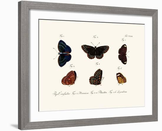 Butterflies, 1783-1806-null-Framed Giclee Print