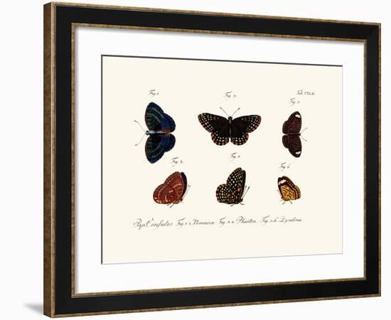 Butterflies, 1783-1806-null-Framed Giclee Print