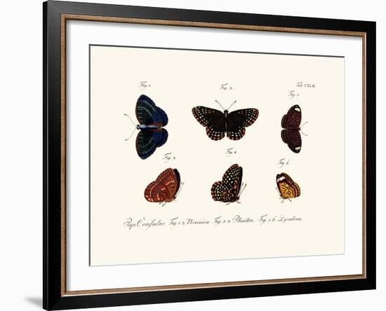 Butterflies, 1783-1806-null-Framed Giclee Print