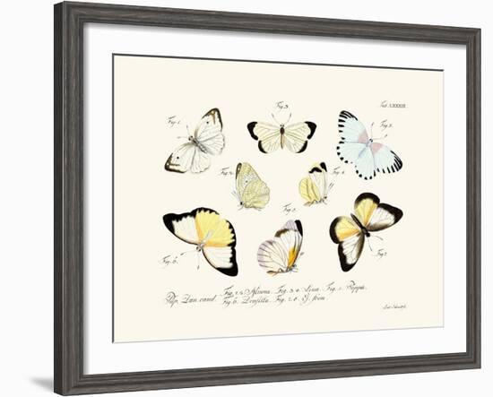 Butterflies, 1783-1806-null-Framed Giclee Print