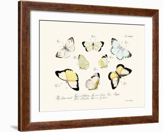 Butterflies, 1783-1806-null-Framed Giclee Print