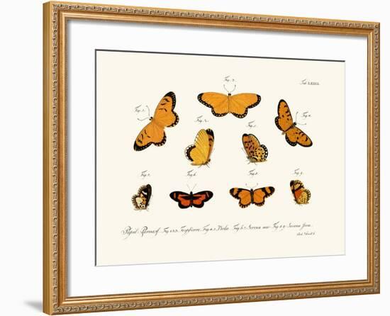 Butterflies, 1783-1806-null-Framed Giclee Print