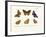 Butterflies, 1783-1806-null-Framed Giclee Print