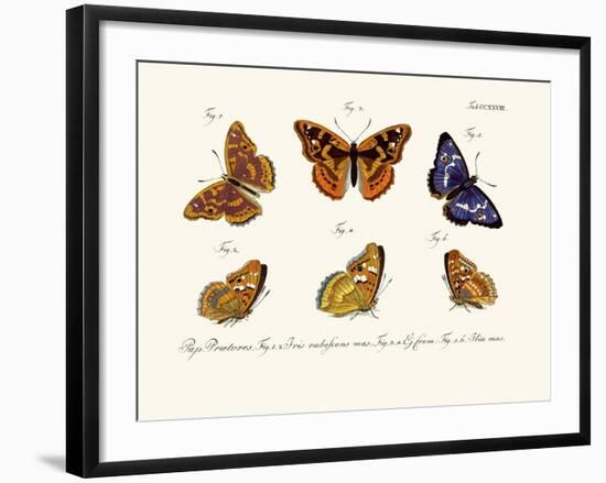 Butterflies, 1783-1806-null-Framed Giclee Print