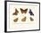 Butterflies, 1783-1806-null-Framed Giclee Print