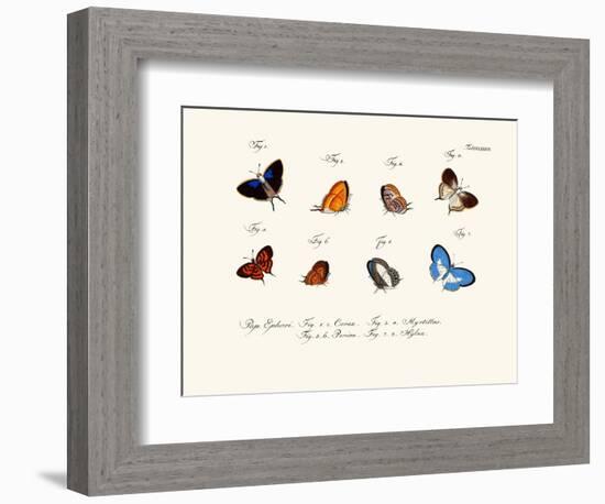 Butterflies, 1783-1806-null-Framed Giclee Print