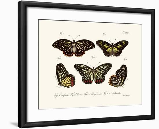 Butterflies, 1783-1806-null-Framed Giclee Print