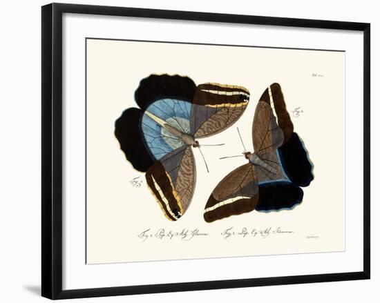 Butterflies, 1783-1806-null-Framed Giclee Print