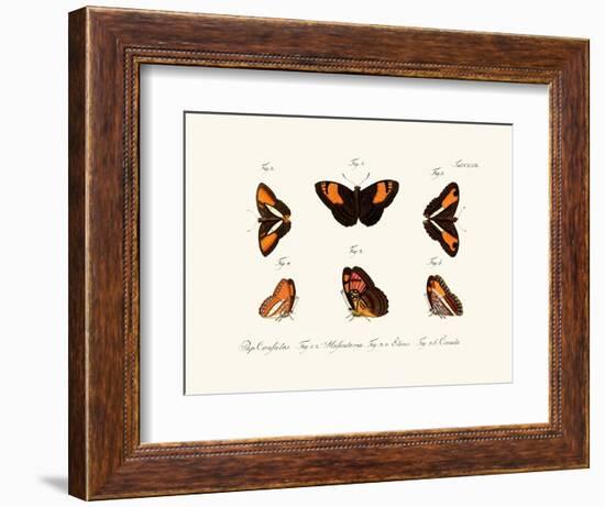 Butterflies, 1783-1806-null-Framed Giclee Print