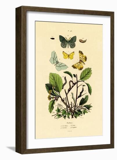 Butterflies, 1833-39-null-Framed Giclee Print