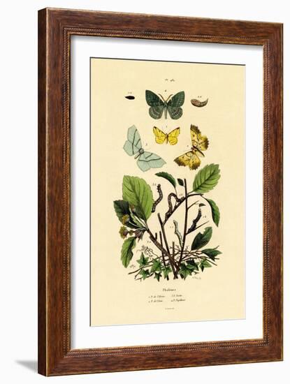 Butterflies, 1833-39-null-Framed Giclee Print