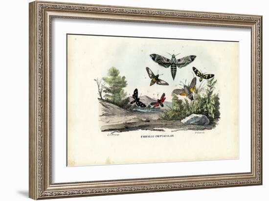 Butterflies, 1863-79-Raimundo Petraroja-Framed Giclee Print