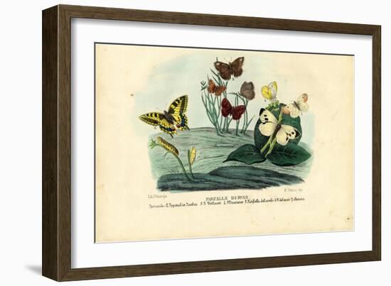 Butterflies, 1863-79-Raimundo Petraroja-Framed Giclee Print