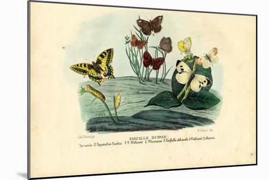 Butterflies, 1863-79-Raimundo Petraroja-Mounted Giclee Print