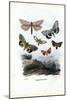 Butterflies, 1863-79-Raimundo Petraroja-Mounted Giclee Print