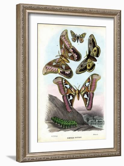 Butterflies, 1863-79-Raimundo Petraroja-Framed Giclee Print