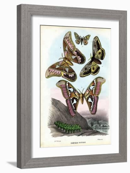 Butterflies, 1863-79-Raimundo Petraroja-Framed Giclee Print