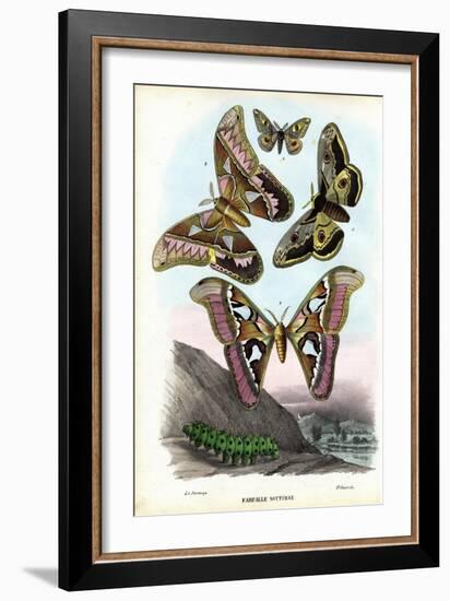 Butterflies, 1863-79-Raimundo Petraroja-Framed Giclee Print