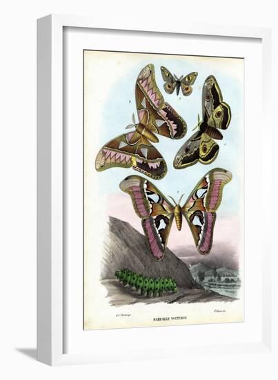 Butterflies, 1863-79-Raimundo Petraroja-Framed Giclee Print