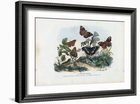 Butterflies, 1863-79-Raimundo Petraroja-Framed Giclee Print