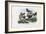 Butterflies, 1863-79-Raimundo Petraroja-Framed Giclee Print