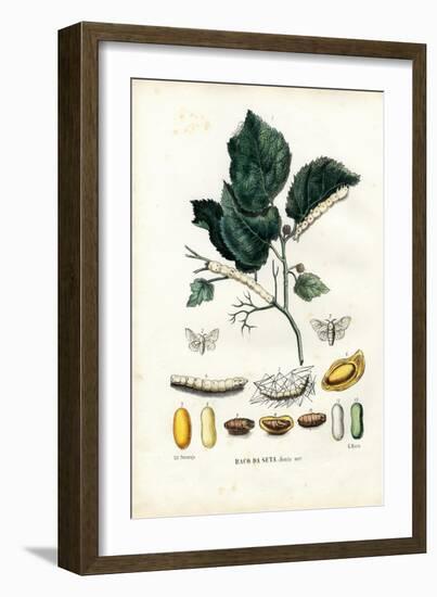 Butterflies, 1863-79-Raimundo Petraroja-Framed Giclee Print