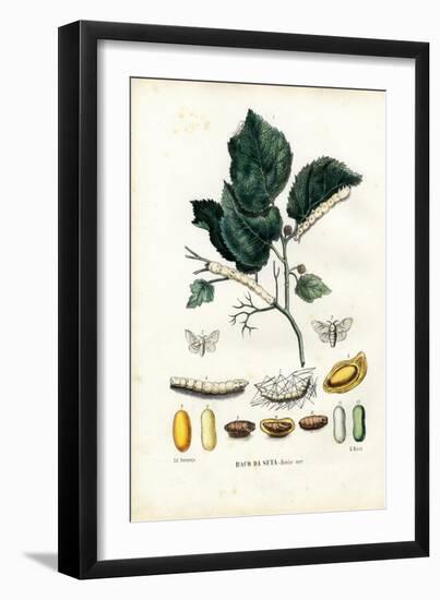 Butterflies, 1863-79-Raimundo Petraroja-Framed Giclee Print