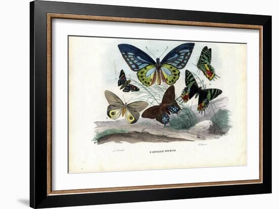 Butterflies, 1863-79-Raimundo Petraroja-Framed Giclee Print