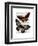 Butterflies 2-Fab Funky-Framed Art Print